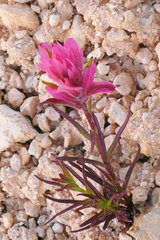 Castilleja rhexiifolia