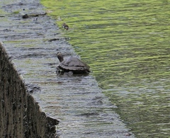 Graptemys ouachitensis