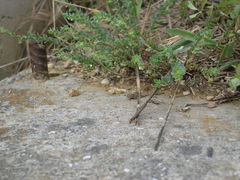 Andrachne telephioides