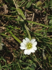 Minuartia