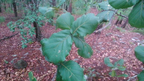 Quercus jonesii
