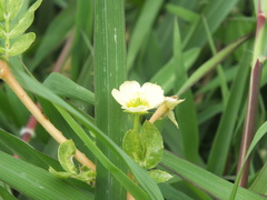 Kallstroemia