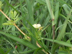 Kallstroemia