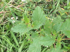 Boerhavia erecta