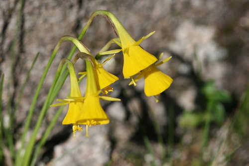 hoop-petticoat daffodil