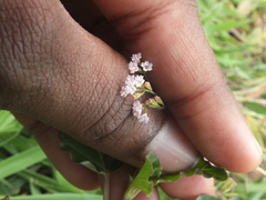 Boerhavia erecta