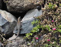 Gallotia galloti galloti