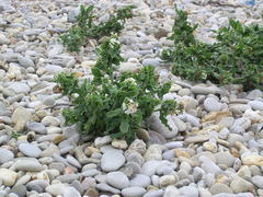 Tournefortia sibirica