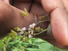 Boerhavia erecta