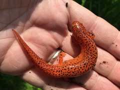 Pseudotriton ruber ruber