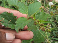 Boerhavia erecta