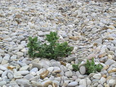 Tournefortia sibirica