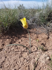 Calochortus aureus