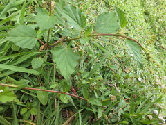 Boerhavia erecta