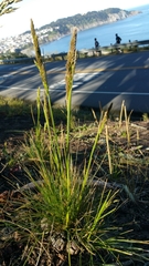 Deschampsia cespitosa holciformis