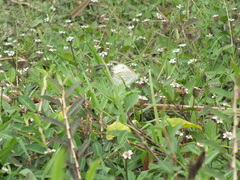 Pieridae