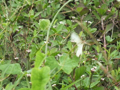 Pieridae