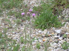 Cirsium arvense vestitum