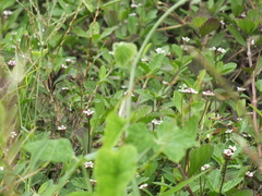 Pieridae