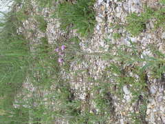 Cirsium arvense vestitum