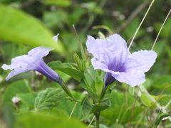Ruellia tuberosa