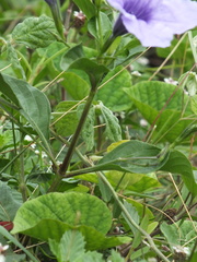 Ruellia tuberosa