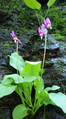 Primula fassettii