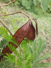 Leucaena leucocephala