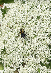 Typocerus lunulatus