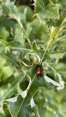 Phyllopertha horticola