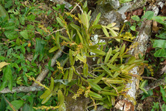 Epidendrum cardiophorum