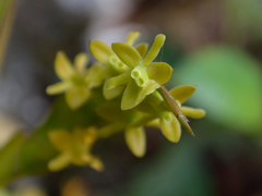 Epidendrum cardiophorum