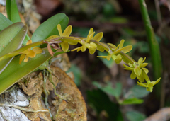 Epidendrum cardiophorum