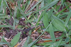 Pholidobolus montium