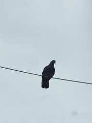 Columba livia