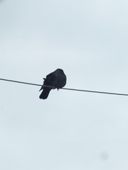 Columba livia