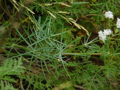 Galium octonarium