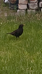 Turdus merula