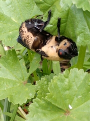 Cuterebra abdominalis