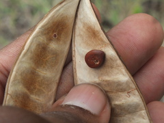 Pterygota