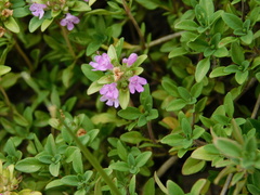 Thymus bashkiriensis