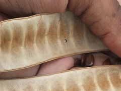 Pterygota