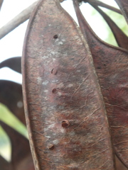 Pterygota