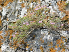 Thymus bashkiriensis