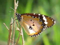 Danaus chrysippus alcippus