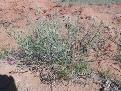 Lygodesmia grandiflora