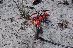 Cyrtanthus ventricosus