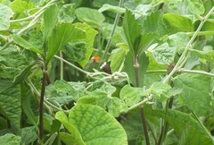Coccinellidae