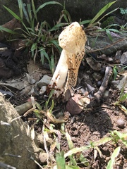 Phallus haitangensis