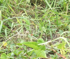 Coccinellidae